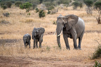 Elephants on the Savannah-2025_06_28-0553
