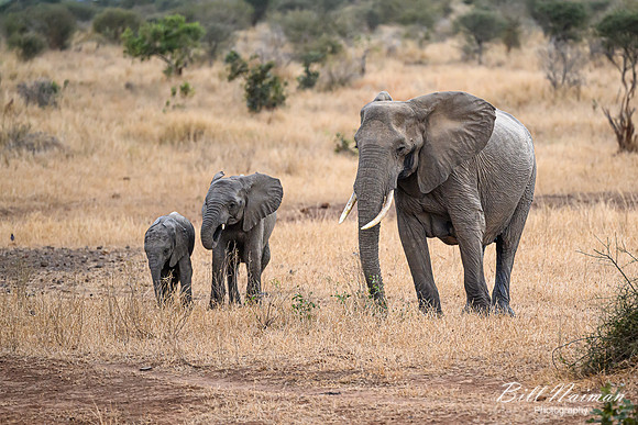 Elephants on the Savannah-2025_06_28-0553