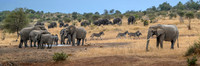 Elephants on the Savannah-2025_06_28-0572