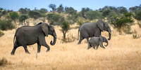 Elephants on the Savannah-2025_06_28-0583