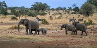 Elephants on the Savannah-2025_06_28-0560