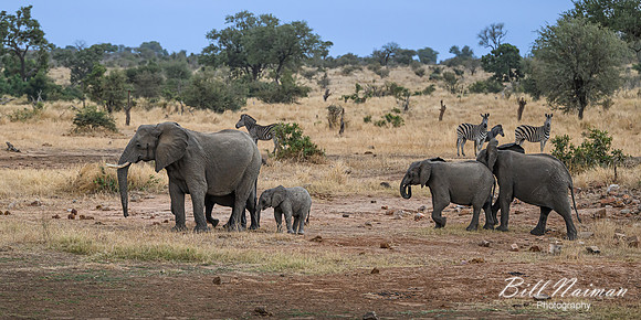 Elephants on the Savannah-2025_06_28-0560