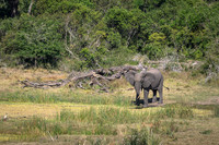 Elephants on the Savannah-2025_07_06-3578