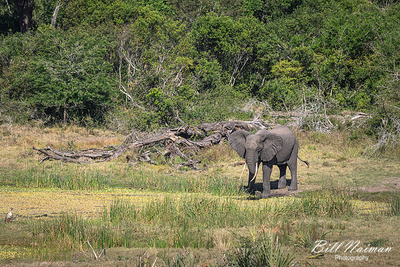 Elephants on the Savannah-2025_07_06-3578