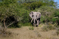 Elephants on the Savannah-2025_07_06-2779