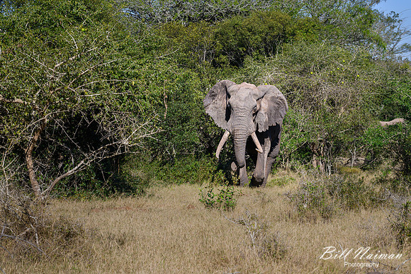 Elephants on the Savannah-2025_07_06-2779