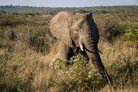 Elephants on the Savannah-2025_07_02-1525
