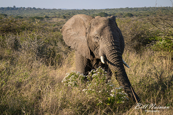 Elephants on the Savannah-2025_07_02-1525