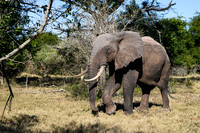 Elephants on the Savannah-2025_07_06-2808