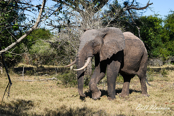 Elephants on the Savannah-2025_07_06-2808
