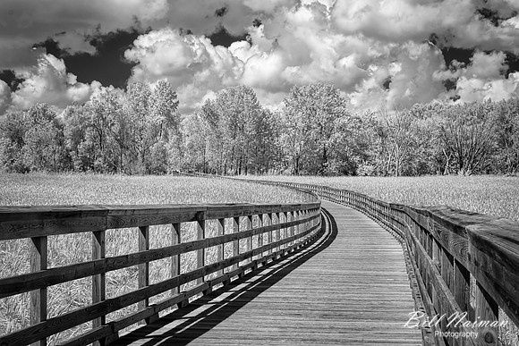 Lake Abram Wetland - B&W Infrared