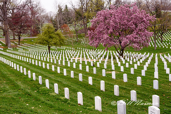 Arlington National Cemetery (1)