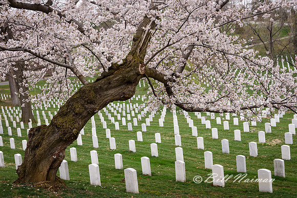 Arlington National Cemetery (2)