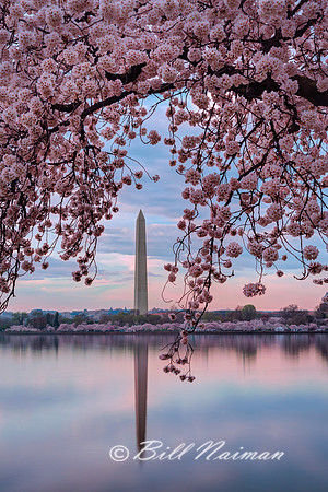 Washington Monument and Cherry Blossoms