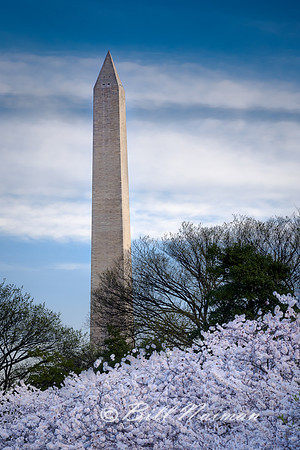 Washington Monument and Cherry Blossoms