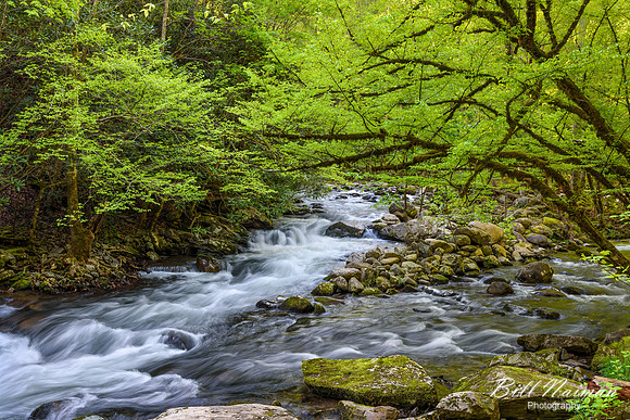 Roadside Cascade - Tremont  - 2015 (2)