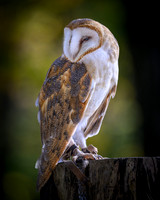American Barn Owl-2025_10_25-0197