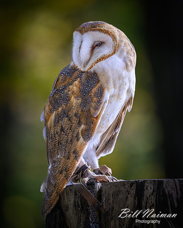 American Barn Owl-2025_10_25-0197