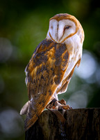 American Barn Owl-2025_10_25-0202