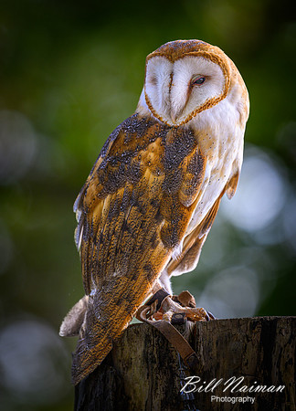 American Barn Owl-2025_10_25-0202