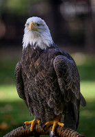 Bald Eagle-2025_10_25-0109