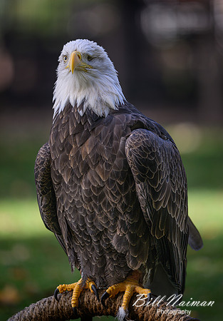 Bald Eagle-2025_10_25-0109