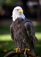 Bald Eagle-2025_10_25-0115