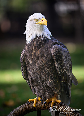 Bald Eagle-2025_10_25-0115