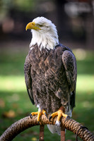 Bald Eagle-2025_10_25-0103