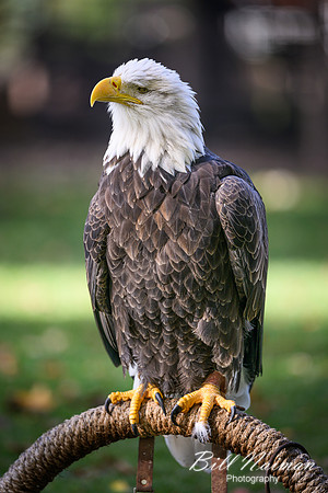 Bald Eagle-2025_10_25-0103