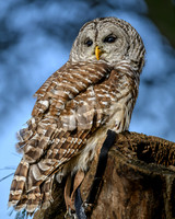 Barred Owl-2025_10_25-0148