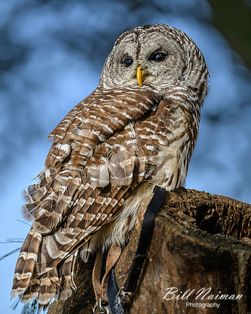 Barred Owl-2025_10_25-0148