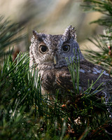 Eastern Screech Owl-2025_10_25-0079