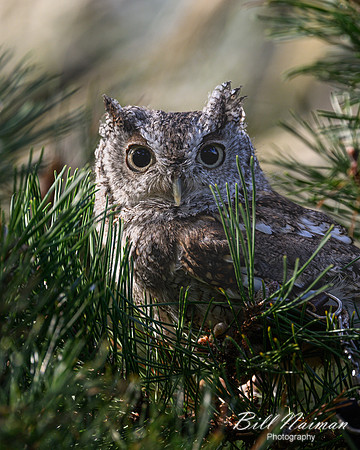 Eastern Screech Owl-2025_10_25-0079
