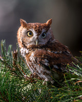 Eastern Screech Owl-2025_10_25-0022
