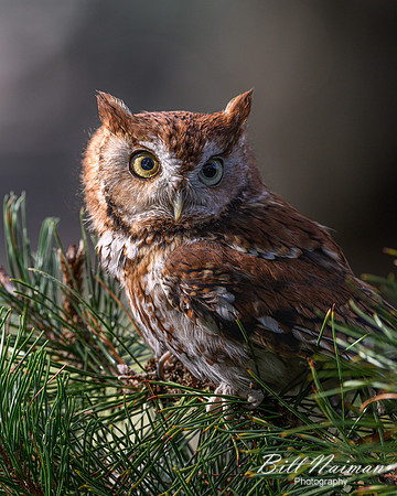 Eastern Screech Owl-2025_10_25-0022