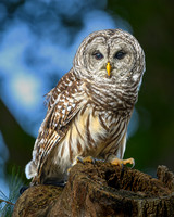 Barred Owl-2025_10_25-0163