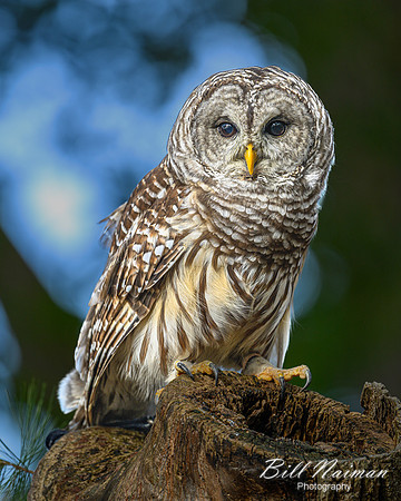 Barred Owl-2025_10_25-0163