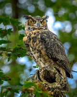 Great Horned Owl-2025_10_25-7509
