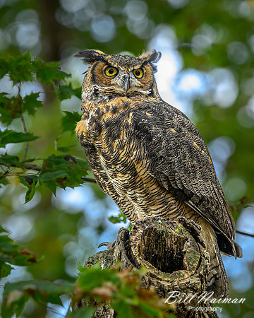 Great Horned Owl-2025_10_25-7509