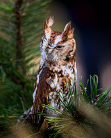 Eastern Screech Owl-2025_10_25-0251