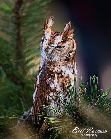 Eastern Screech Owl-2025_10_25-0251
