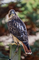 Red-tailed Hawk-2025_10_25-0240
