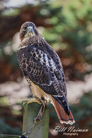 Red-tailed Hawk-2025_10_25-0240