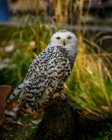 Snowy Owl-2025_10_25-7557