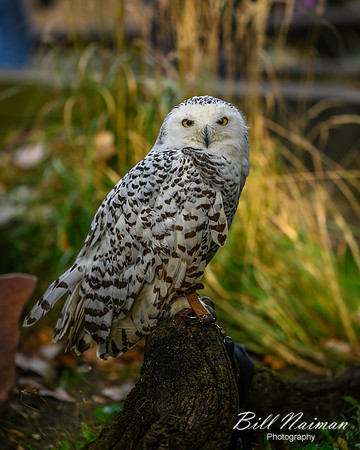 Snowy Owl-2025_10_25-7557