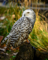 Snowy Owl-2025_10_25-7564
