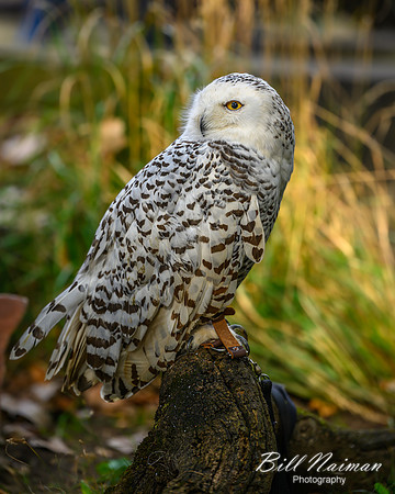 Snowy Owl-2025_10_25-7564