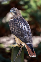 Red-tailed Hawk-2025_10_25-0241