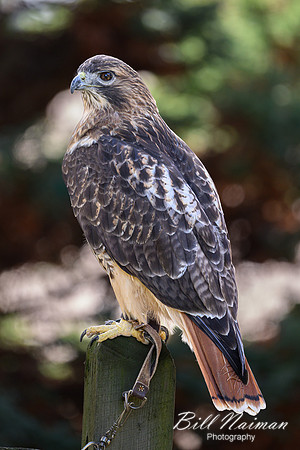 Red-tailed Hawk-2025_10_25-0241